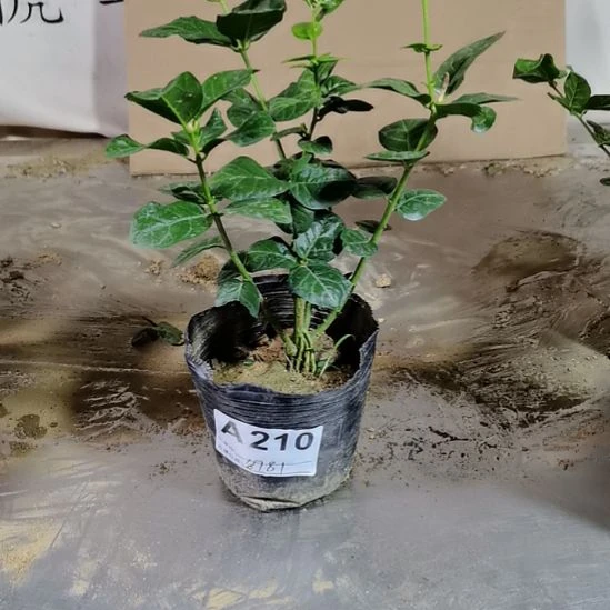大部分花苞少量开放利*