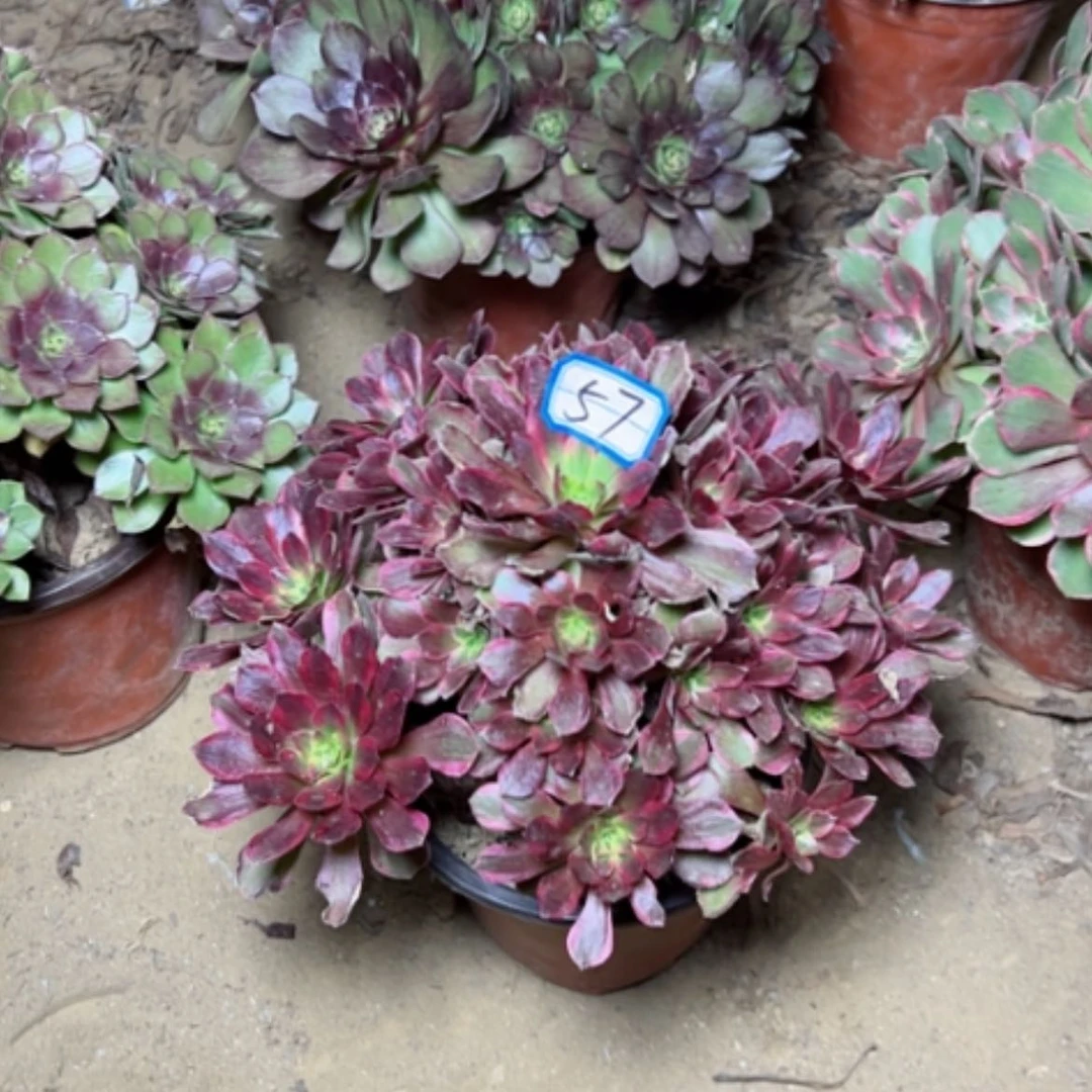 【闪购商品】安娜57