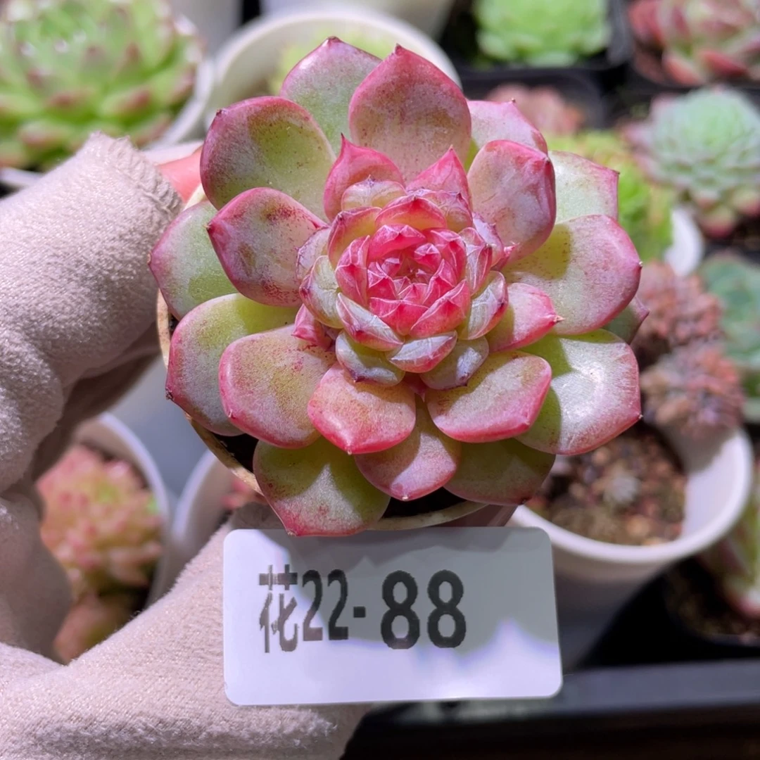 花利美22-88关键时刻