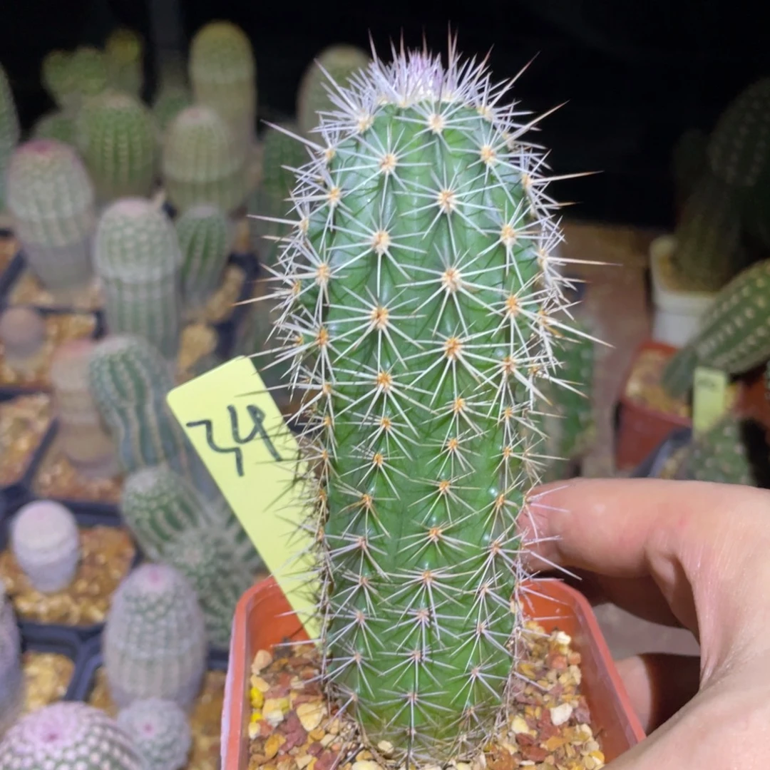 释***怀锦御旗鹿角柱属仙人球34