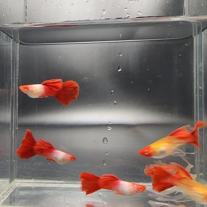 易***品孔雀鱼红头绣球3对