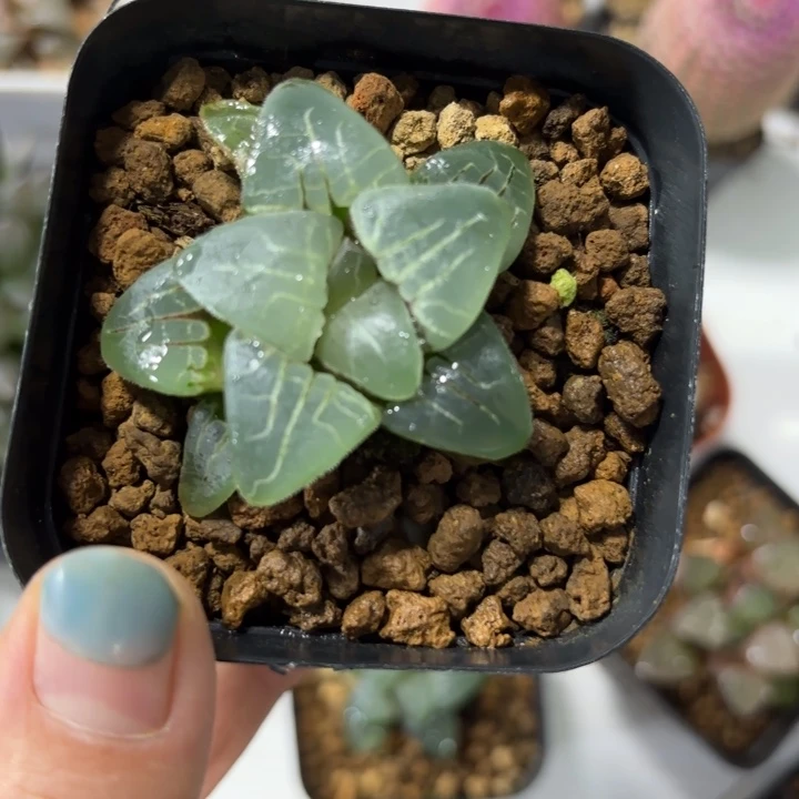 粉红甜心多肉植物