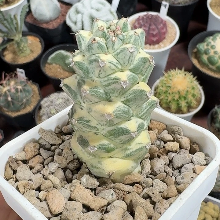 将军阁锦仙人球123