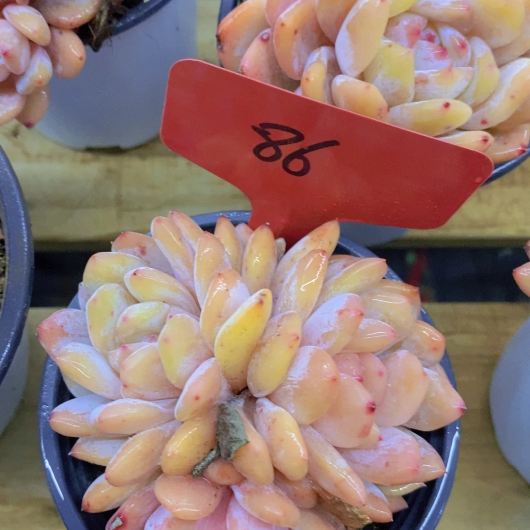 多肉植物，开心多肉