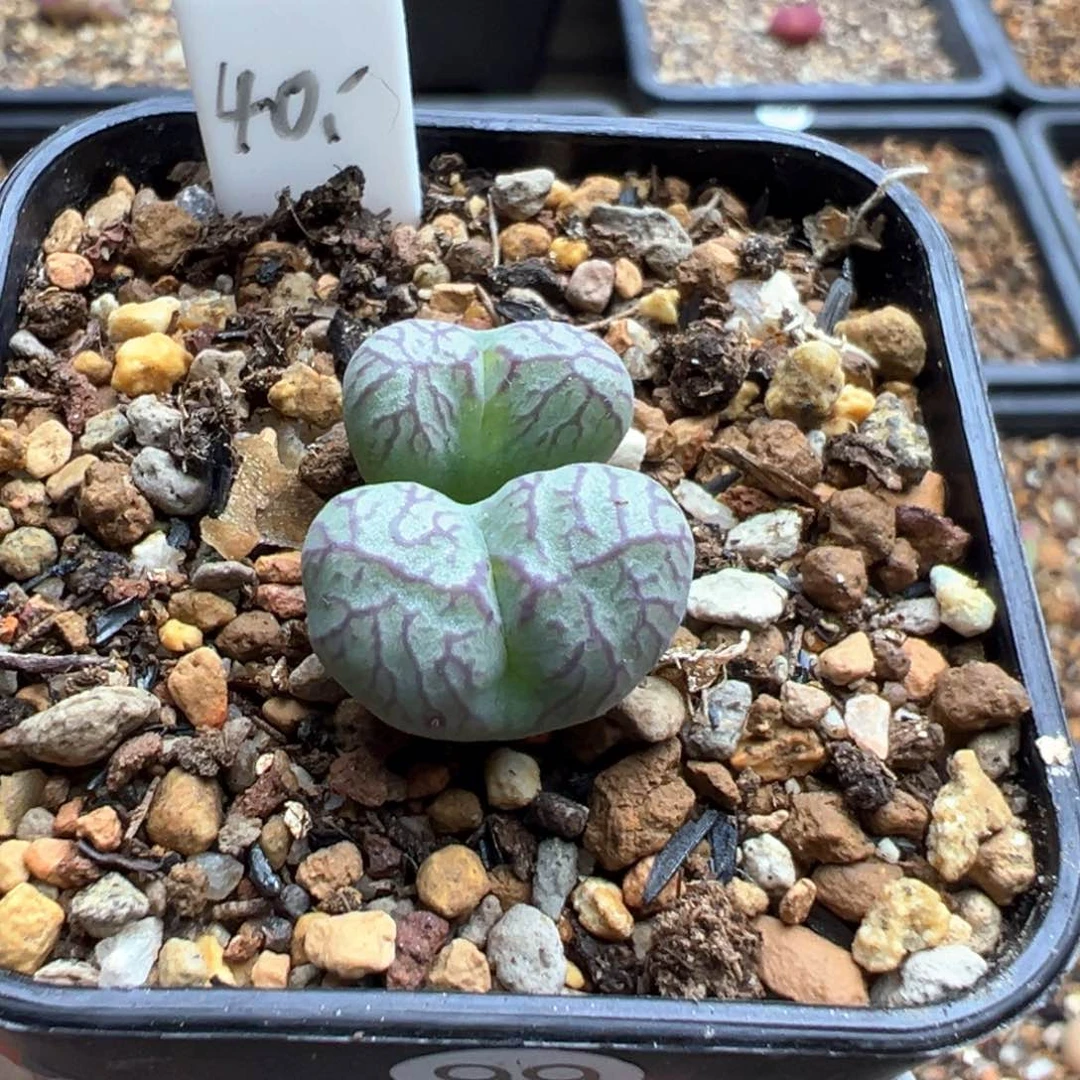 29-022   送奶红杂交一棵