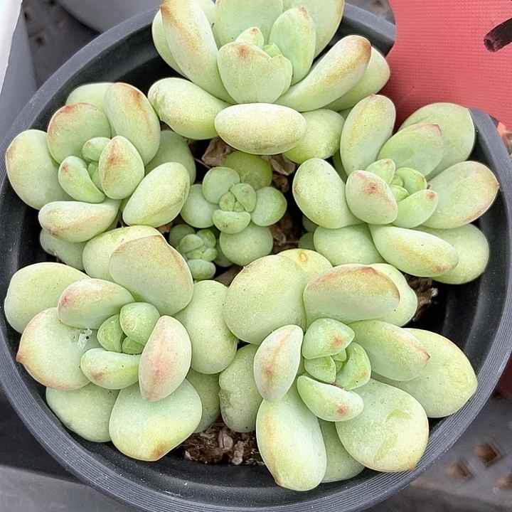 多肉植物阳光玫瑰群1445