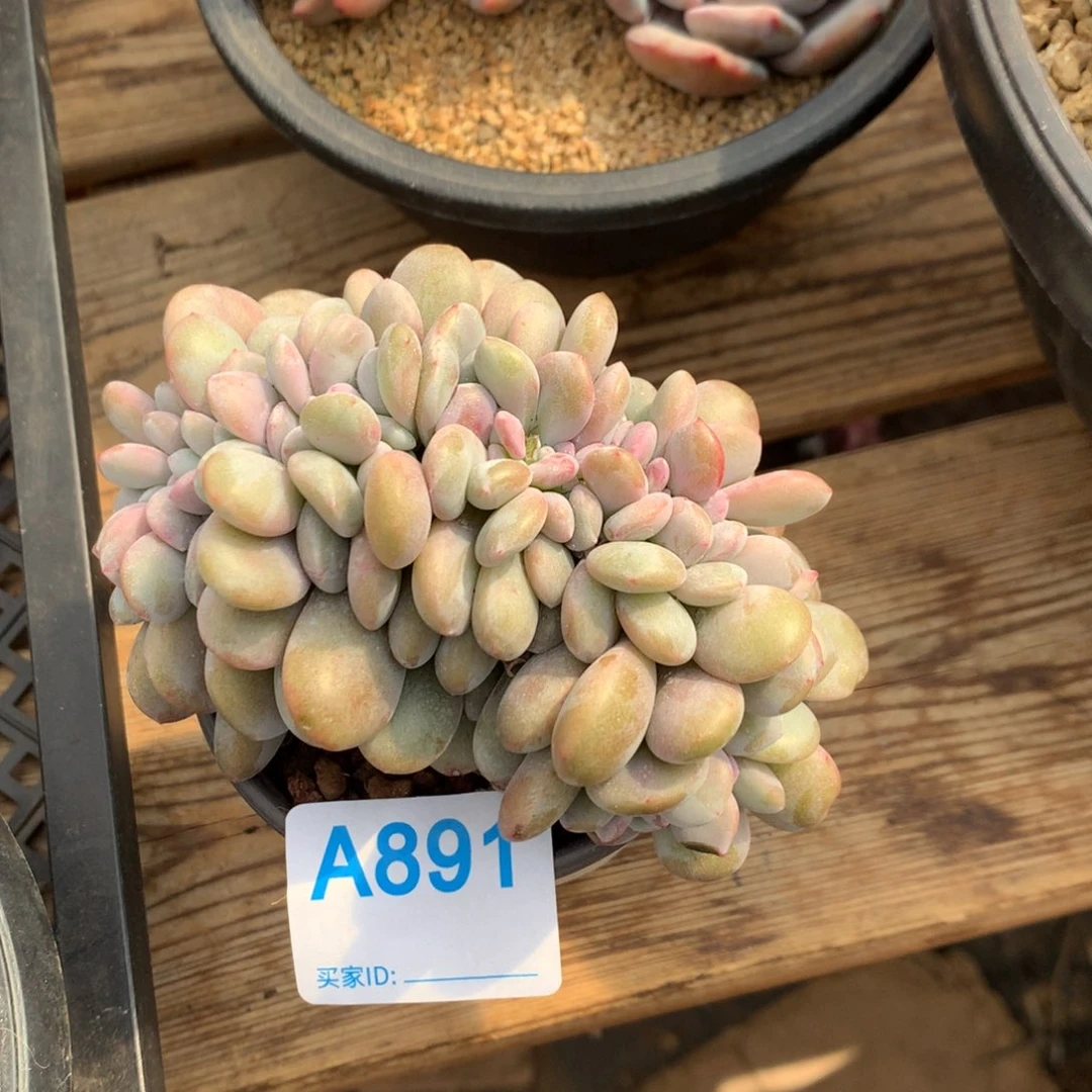 东**峡A891售后范围，7天，录开箱视频