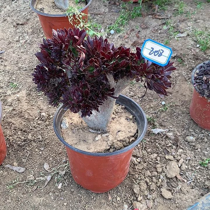 拥****?黑缀多肉植物208
