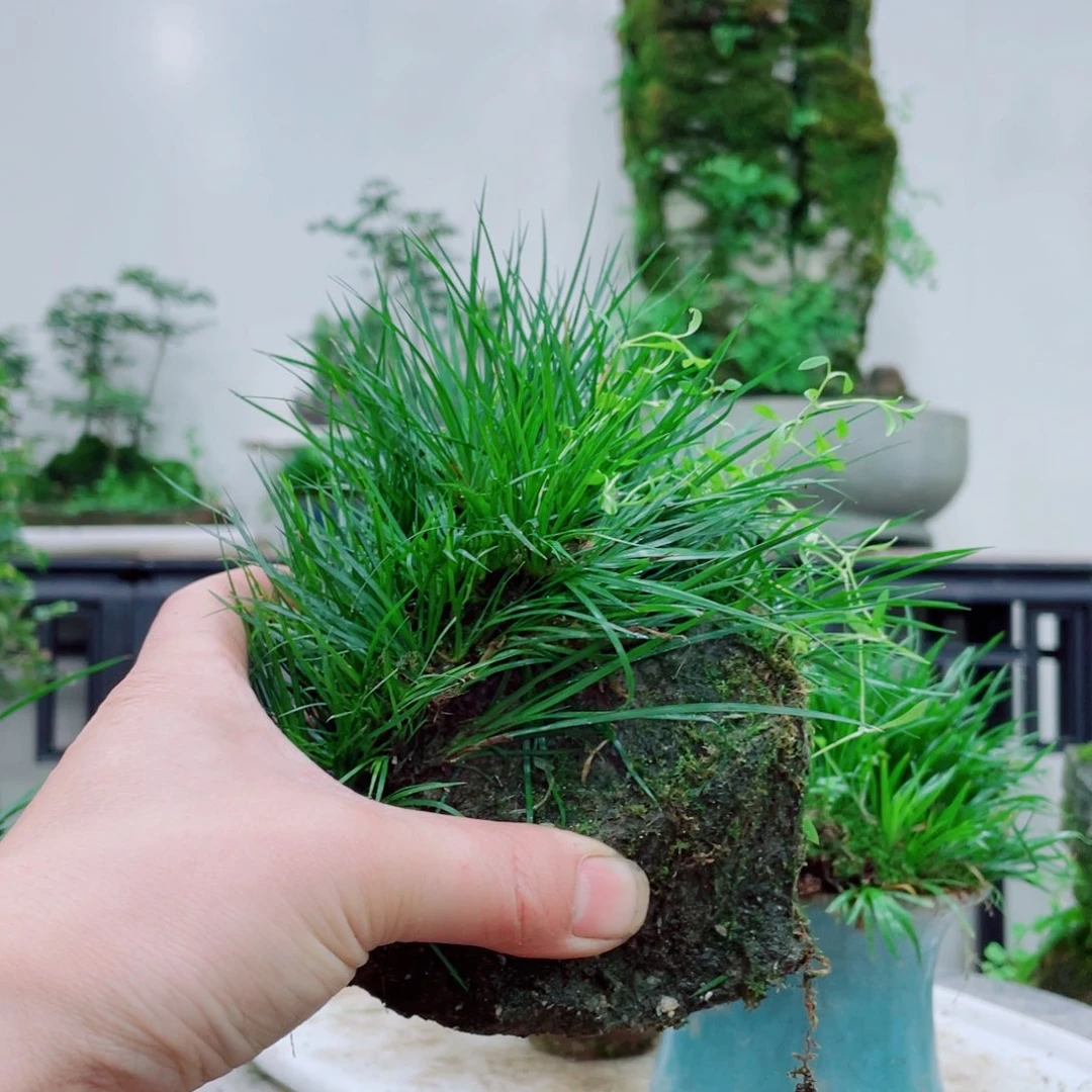 无铅玻璃岁**好铁线蕨铁线蕨铁线蕨