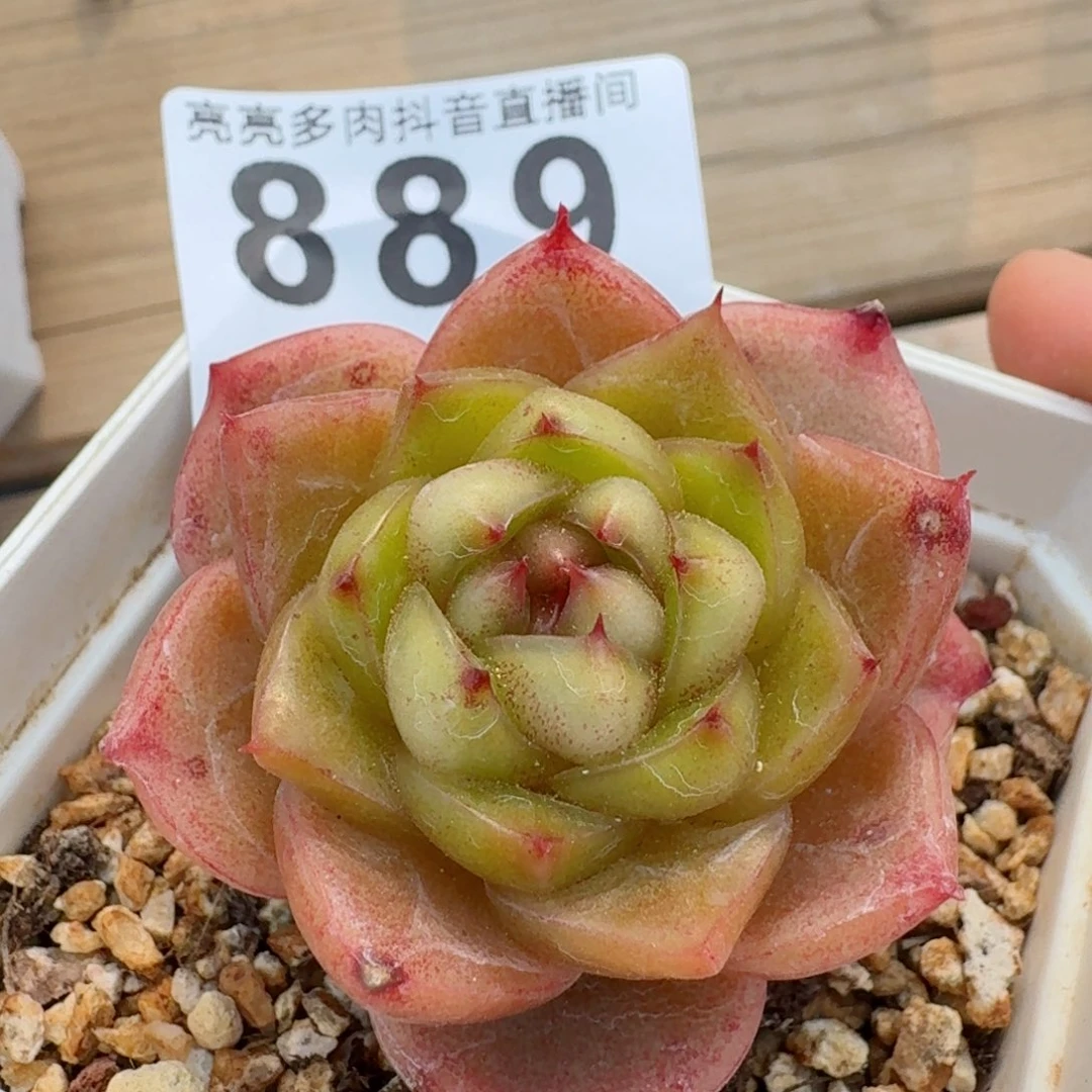 蓝水鬼珍妮         多肉植物