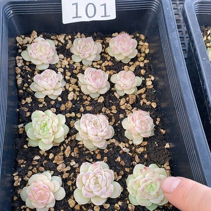 101 多肉植物盆栽花卉植物