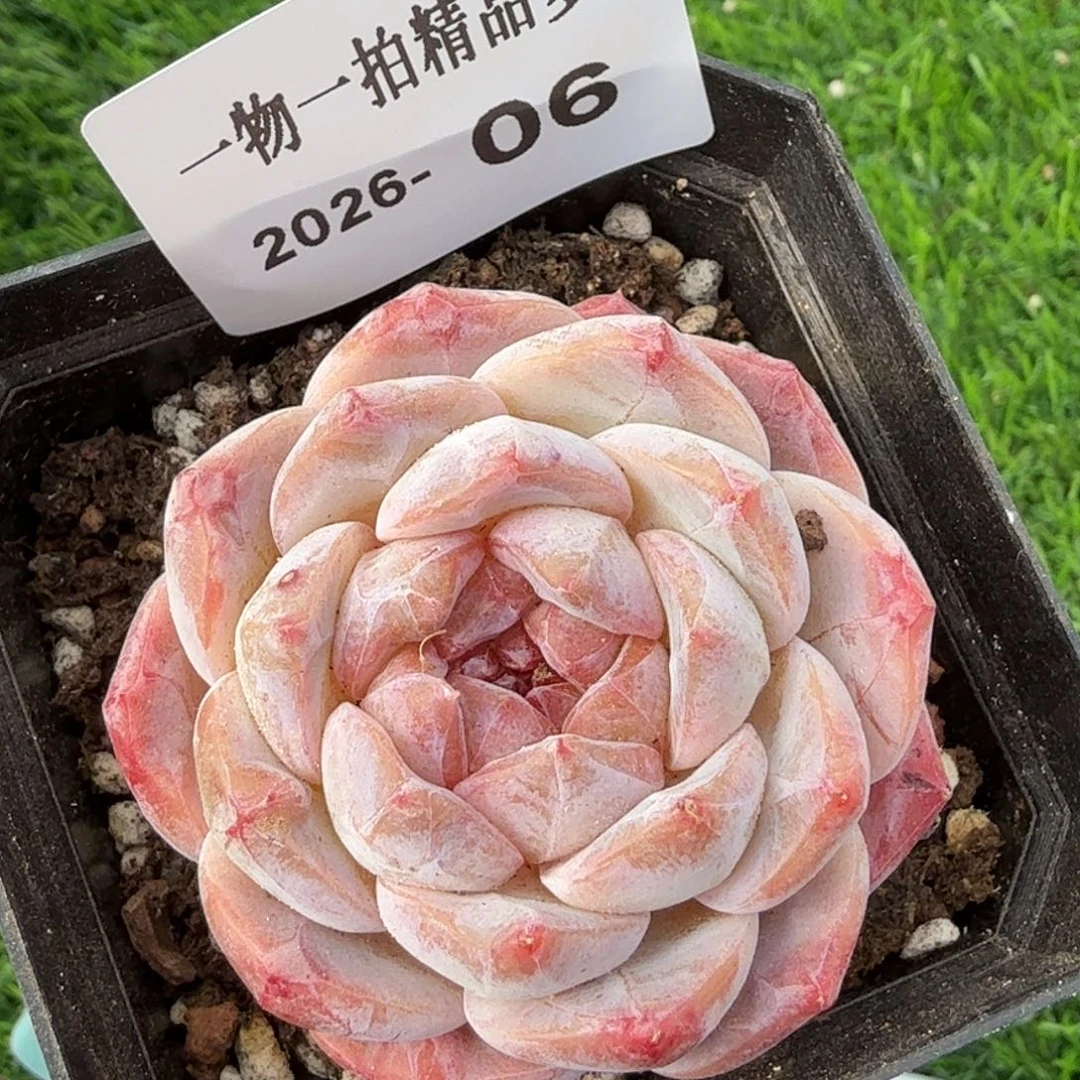 0101-06多肉一物一拍