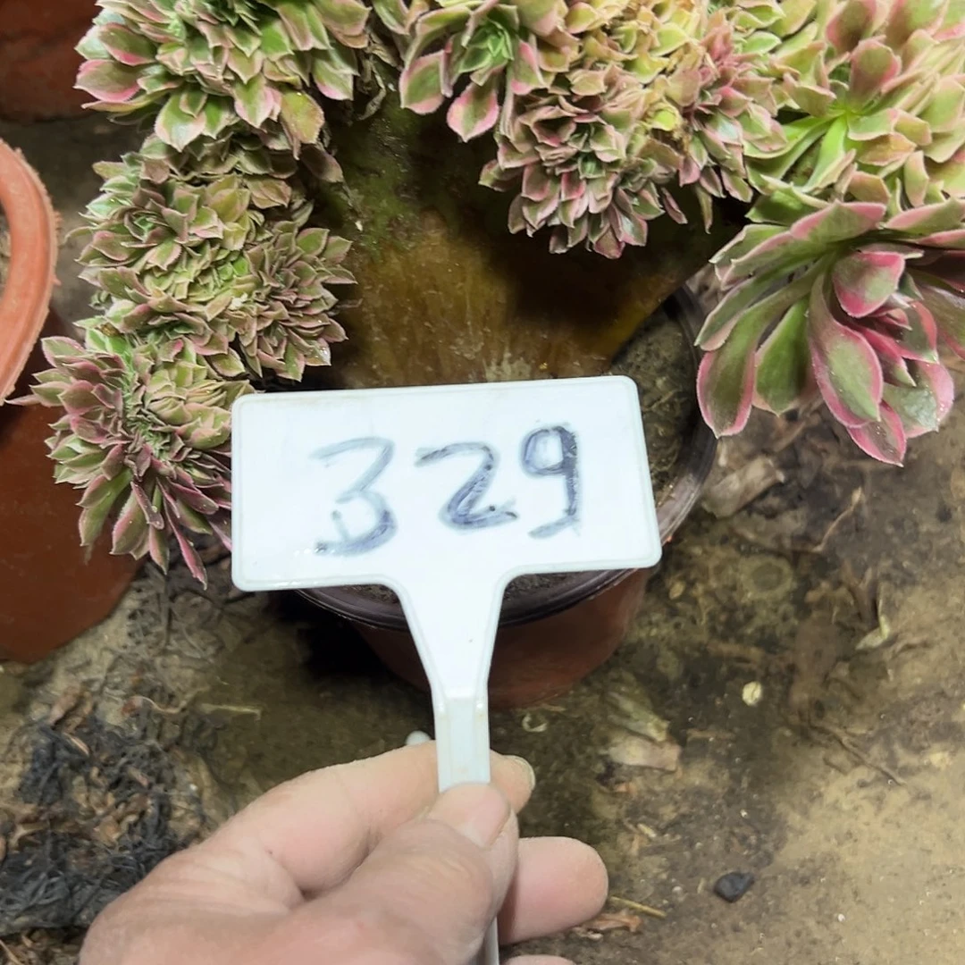 l***3多肉植物女神缀花329