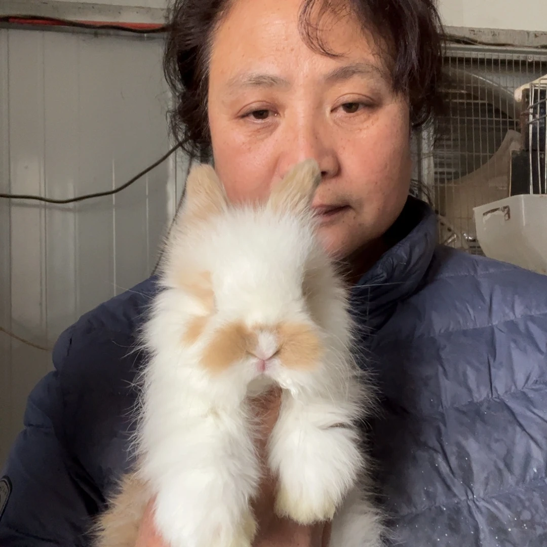 宠物兔英系安哥拉兔