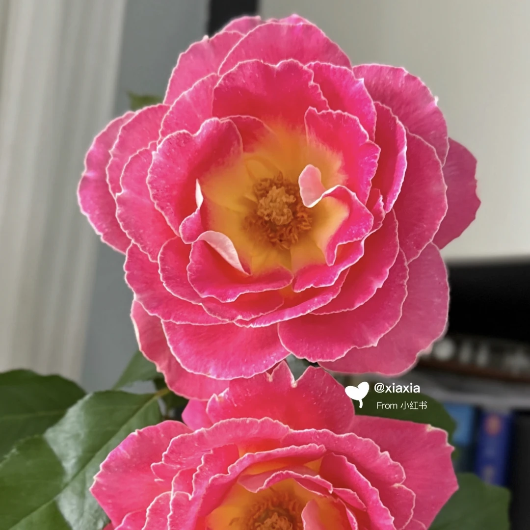 浪漫烟花-玫瑰单头（任意两单包邮，一单需要补运费）