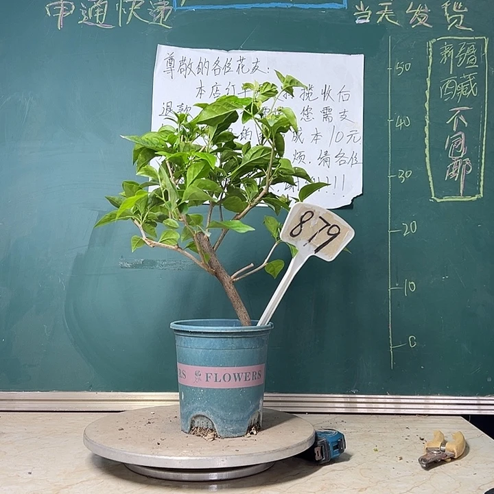 当前无花栽培后可以开花 口红  879