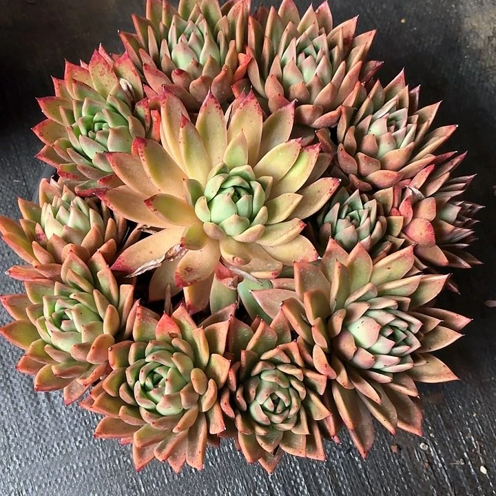 多肉植物，红枫叶