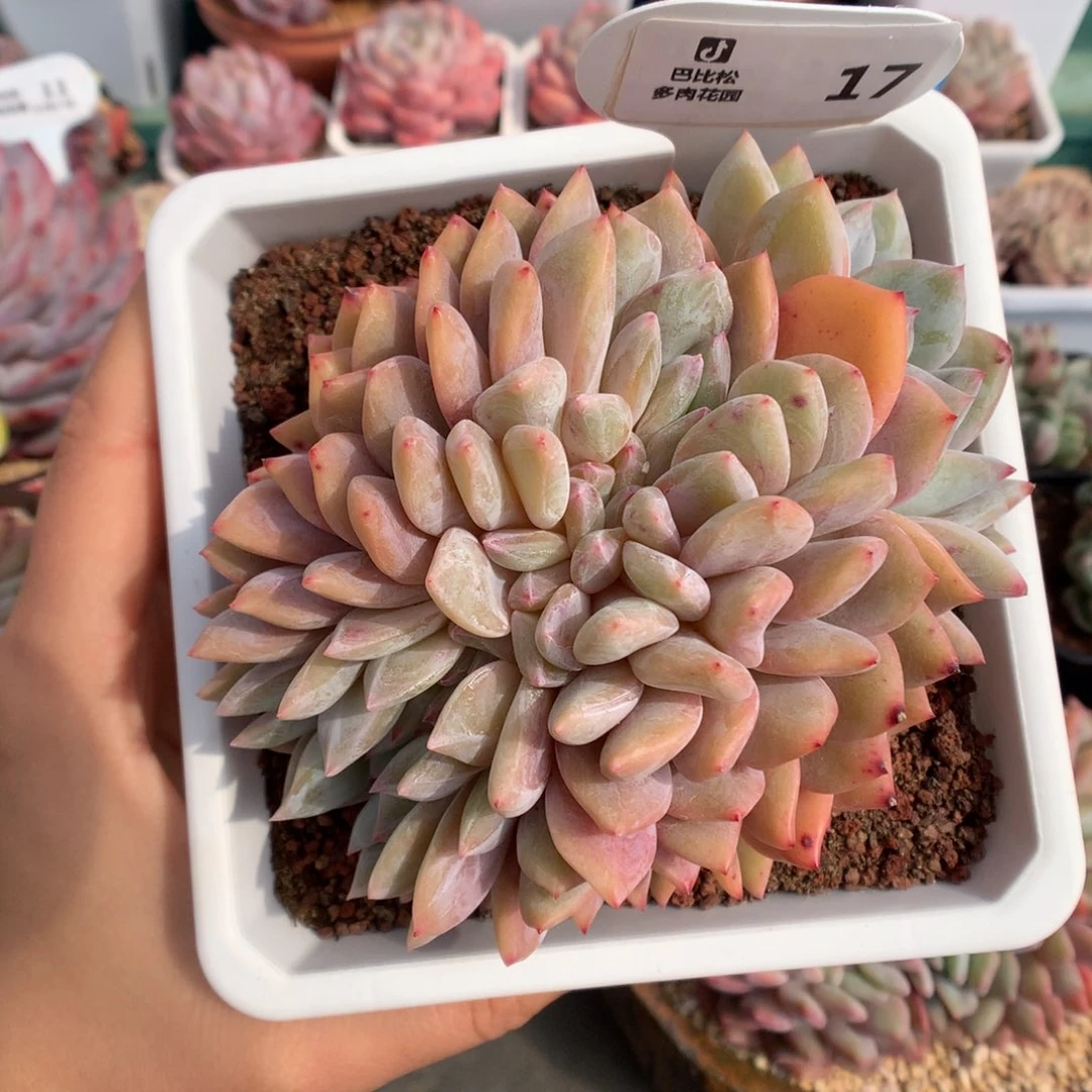 17梦露缀化多肉植物