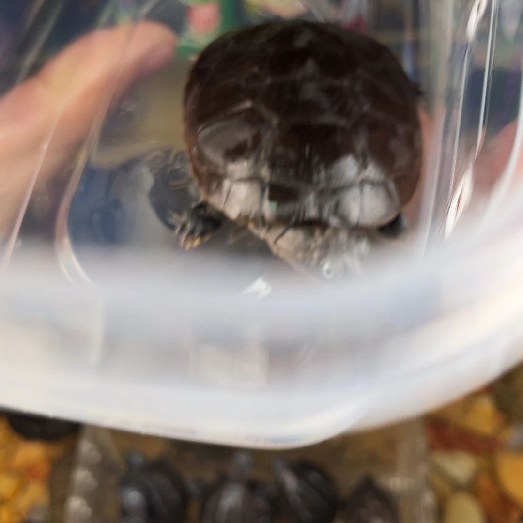 L***丶母绿毛龟点点滴滴的订单