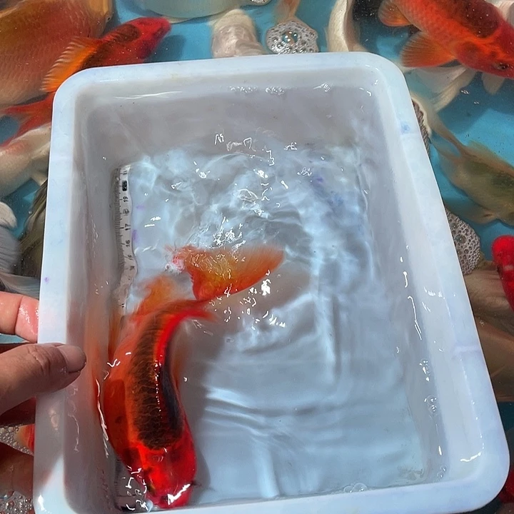 蝴蝶鲤渔场直发18