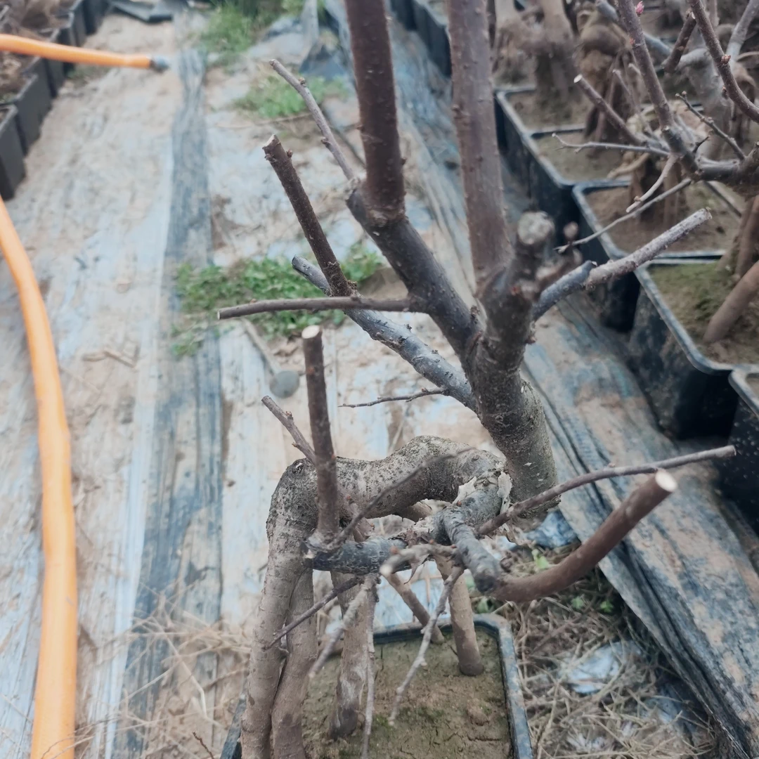 梅花盆景盆栽红须朱砂海棠依旧长寿冠绿宝石造型海棠绿植盆栽室内