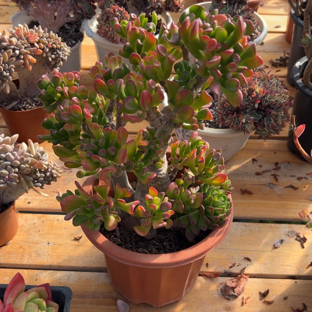 多肉招财猫【非偏远地区满18包邮】