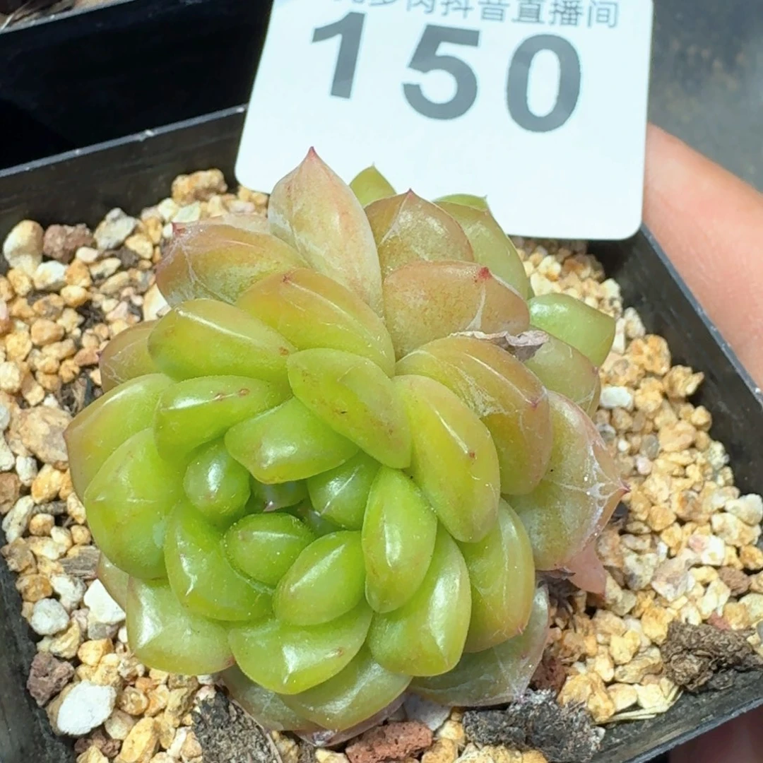 绿体甜心         多肉植物