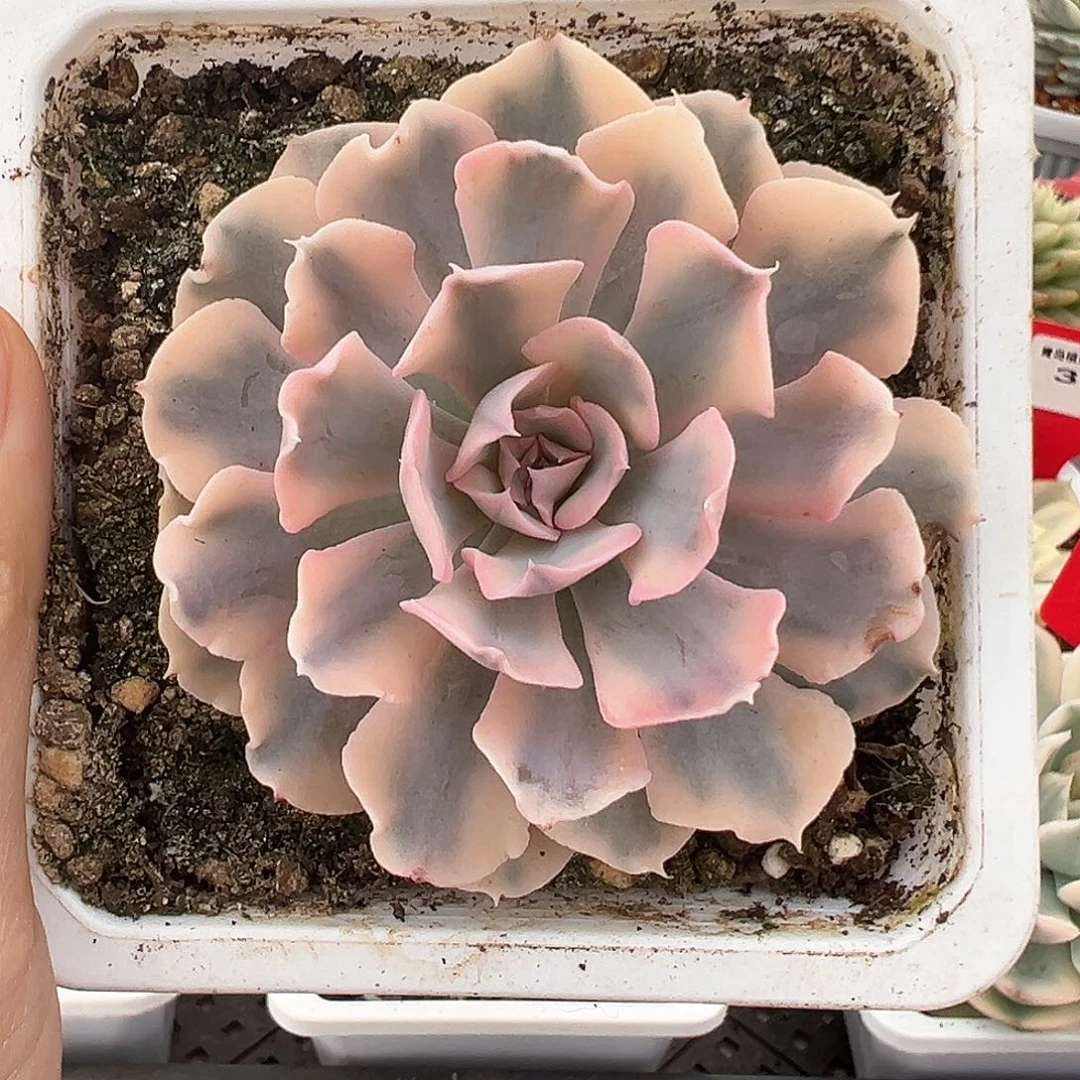 利比里亚锦多肉植物