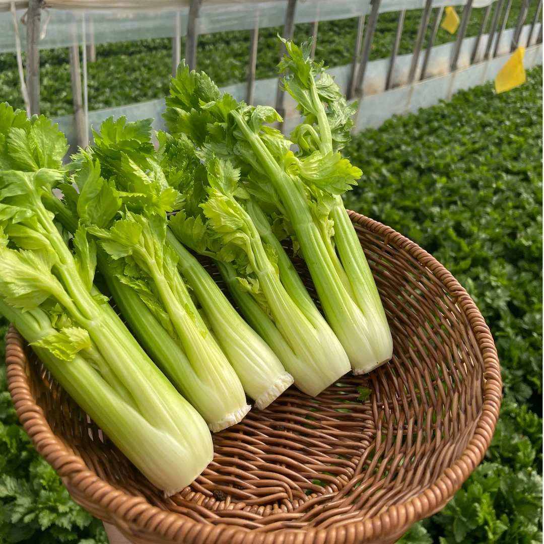 云南维康高原蔬菜【清芹芽】净重3斤顺丰直发/煎煮烤涮新鲜采摘发货