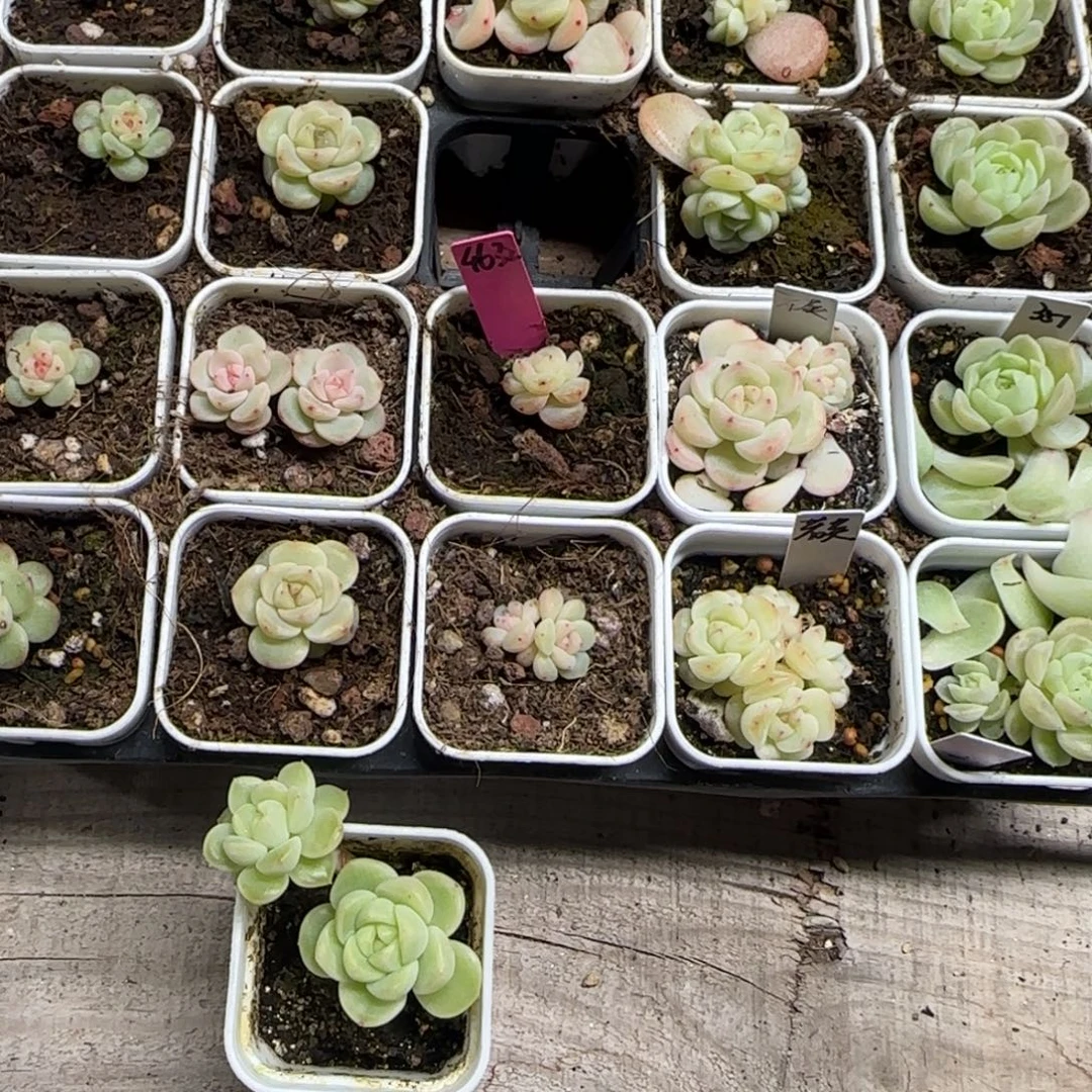注***桑双头表妹盆1个满25包邮