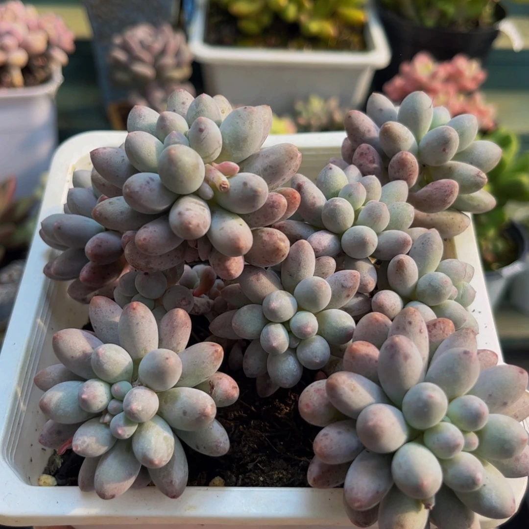 1172婴儿手指10cm多肉