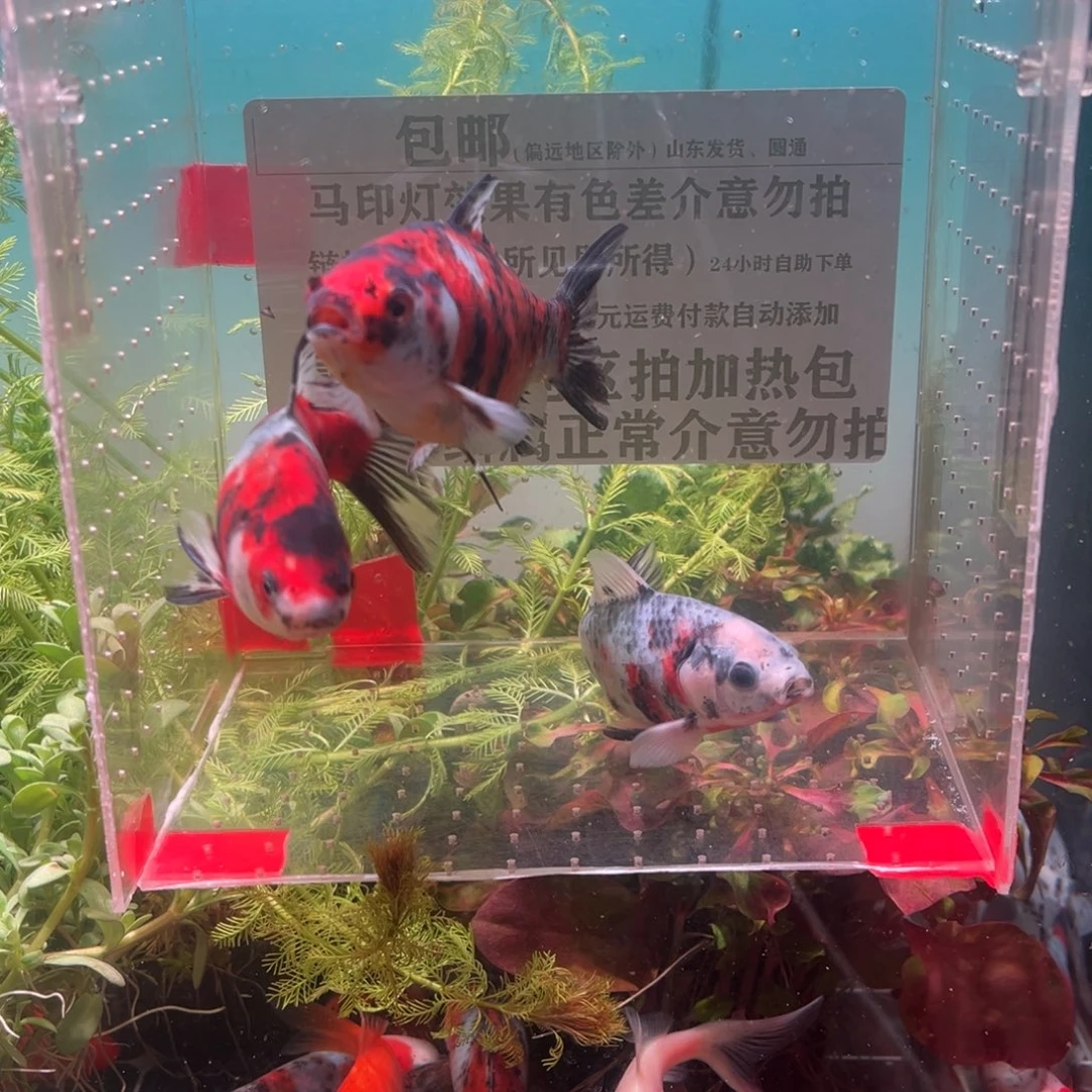 海水鱼292号比较讲究头戴