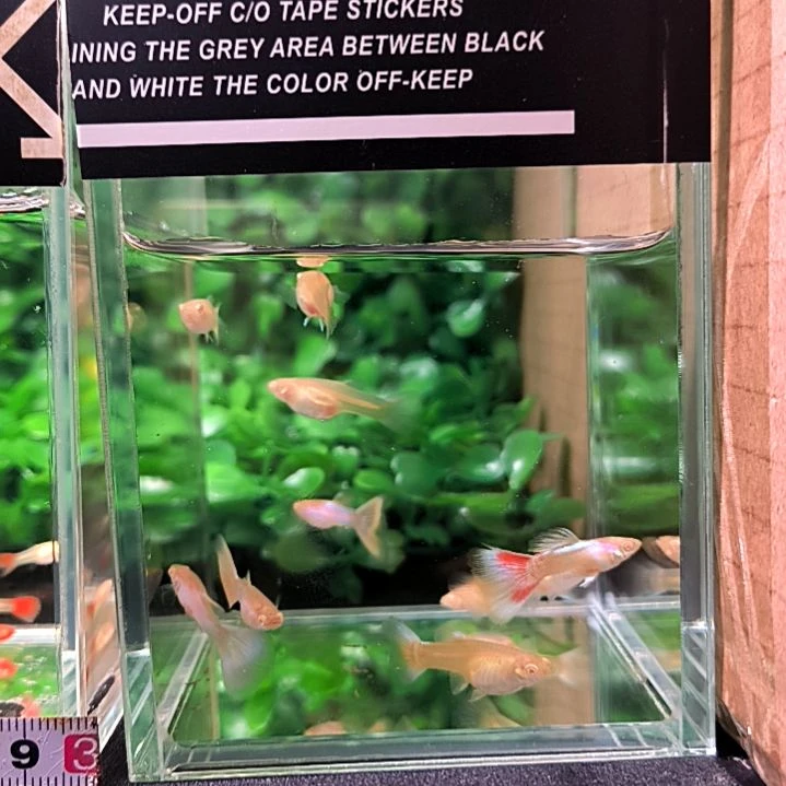 海水鱼精品孔雀鱼，极光幻彩，四公六母。