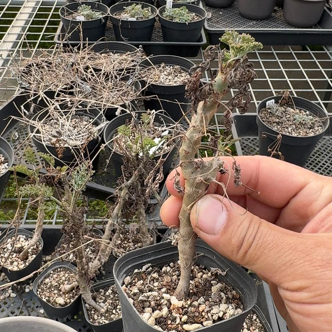 拉克丝洋葵一个脱土发