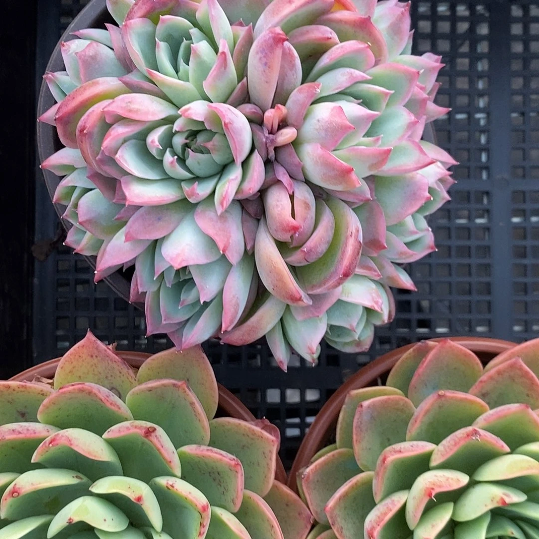 月****✨多头侧影1颗月月姐姐