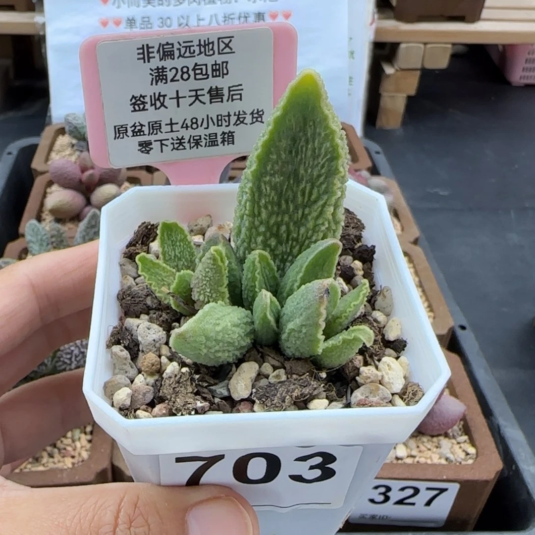 703绿皮多肉的植物