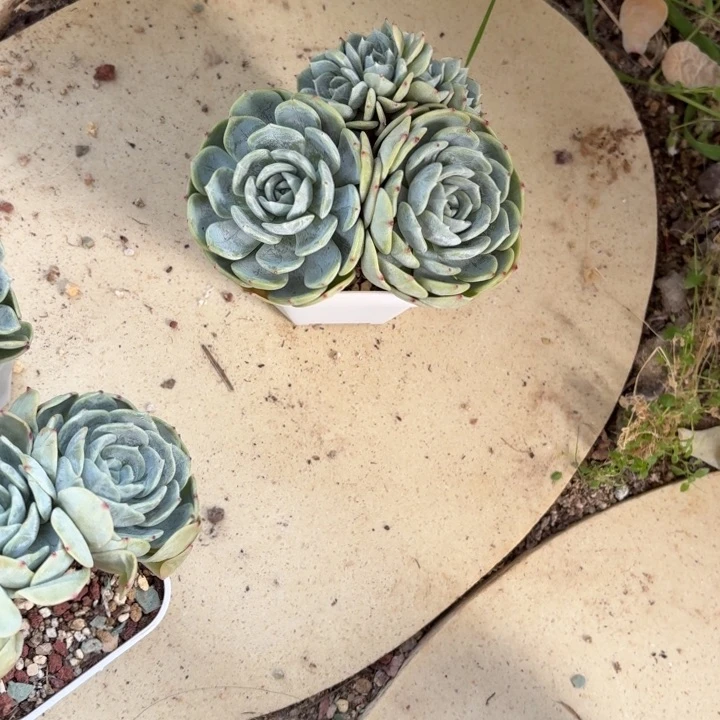 多肉植物劳林群生朵朵