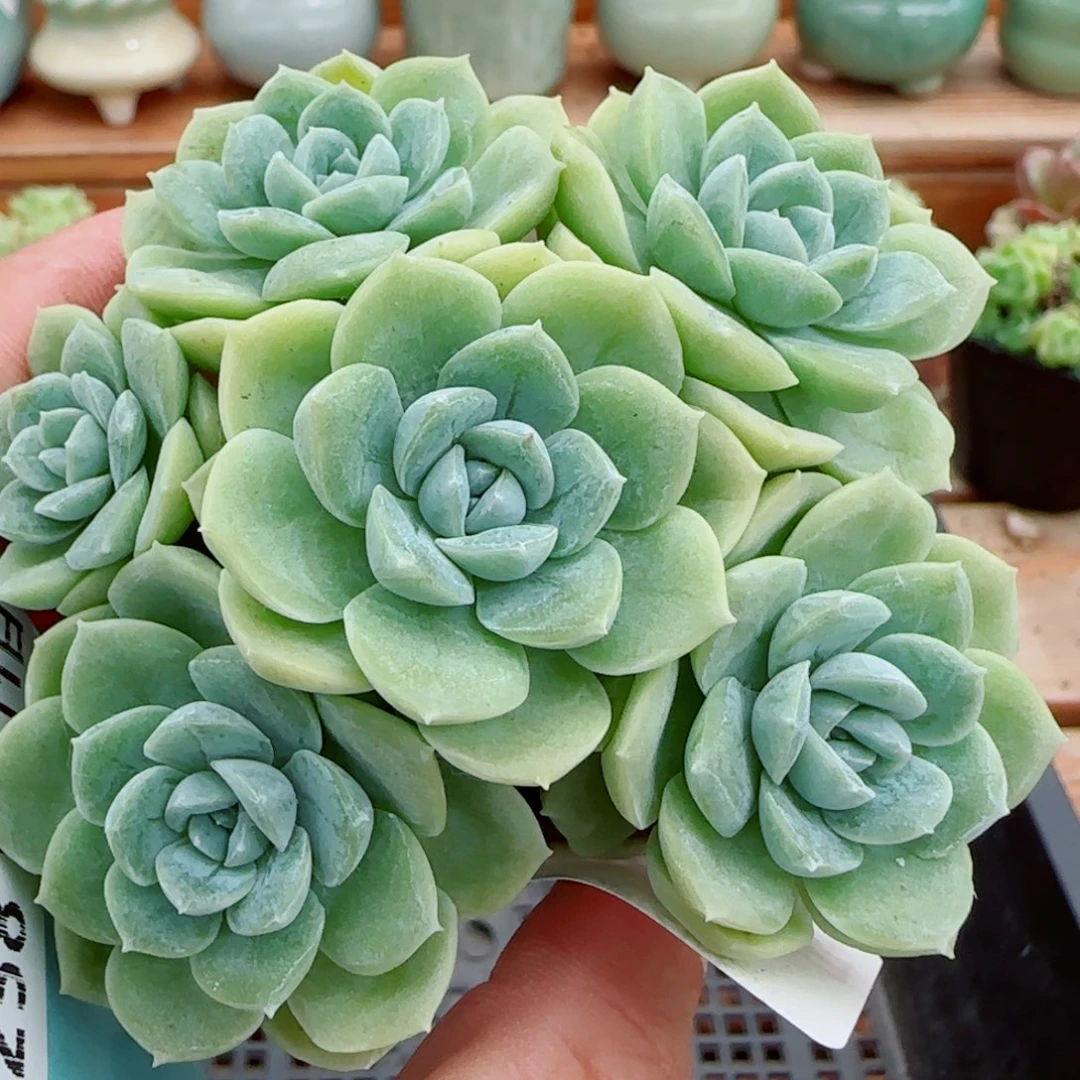 花语逸镜1011-257捧花溏心