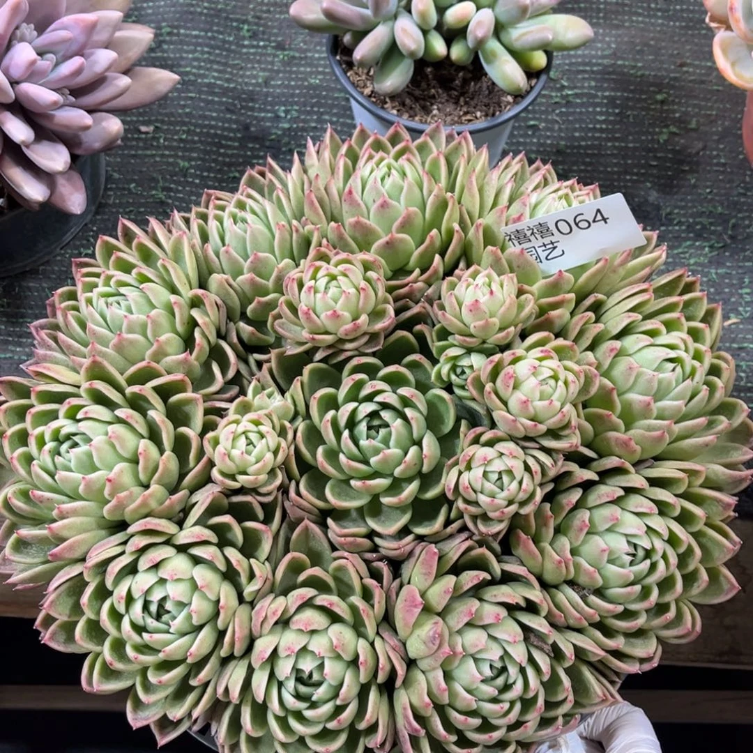 064红女巫多肉植物#