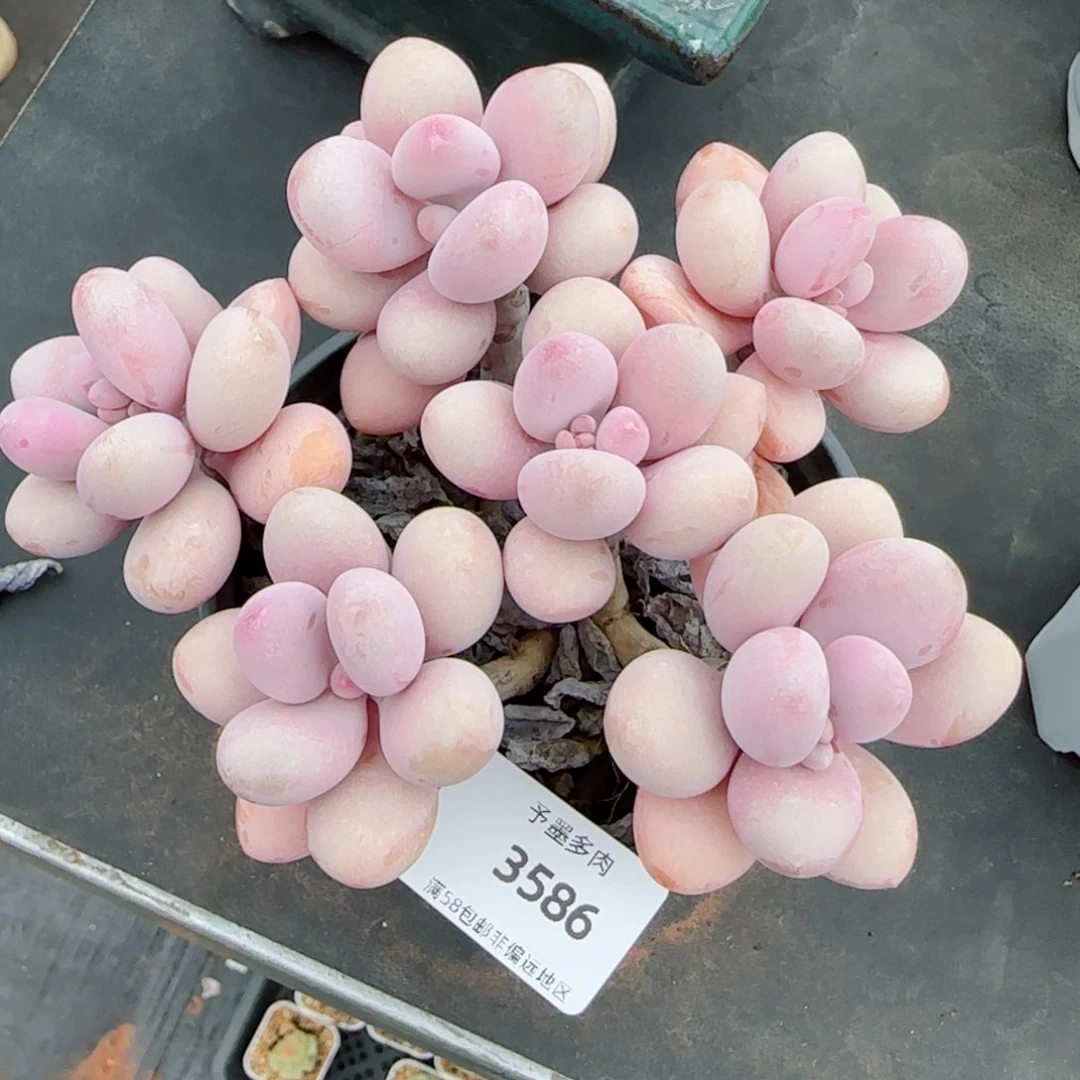 桃蛋无砍，3586多肉植物