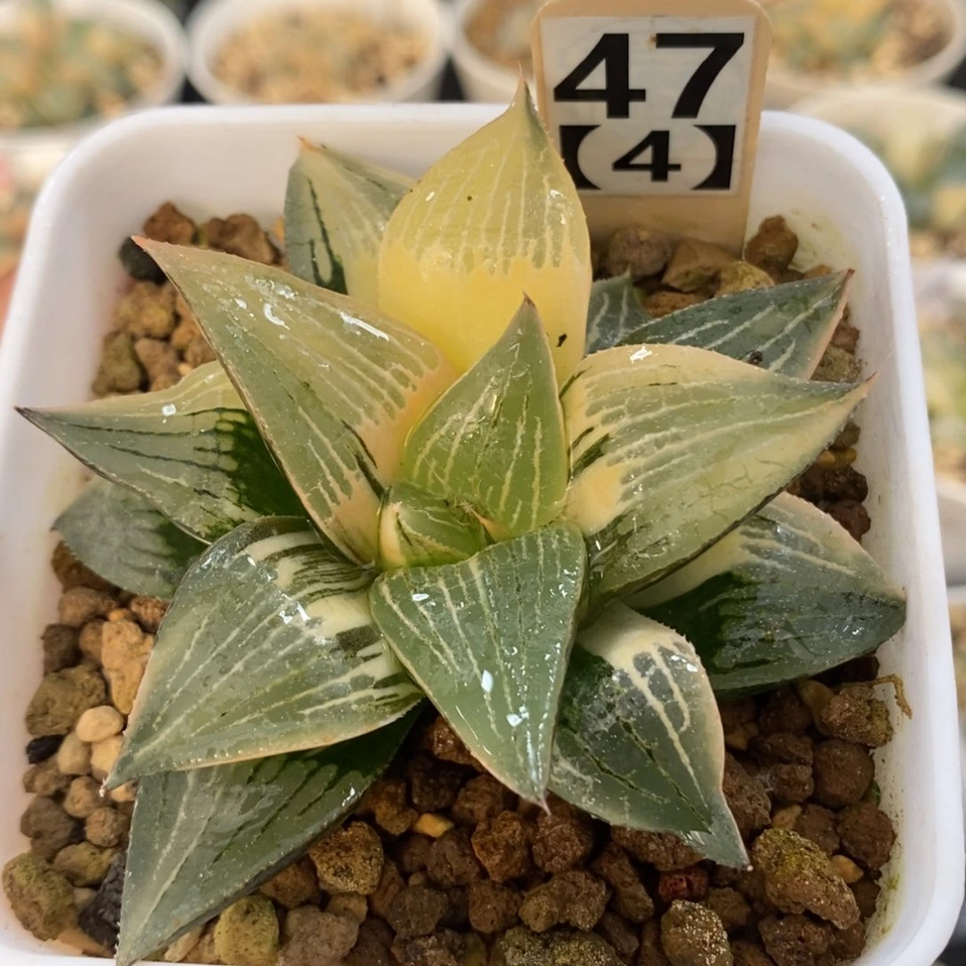 47实生寿锦一物一拍