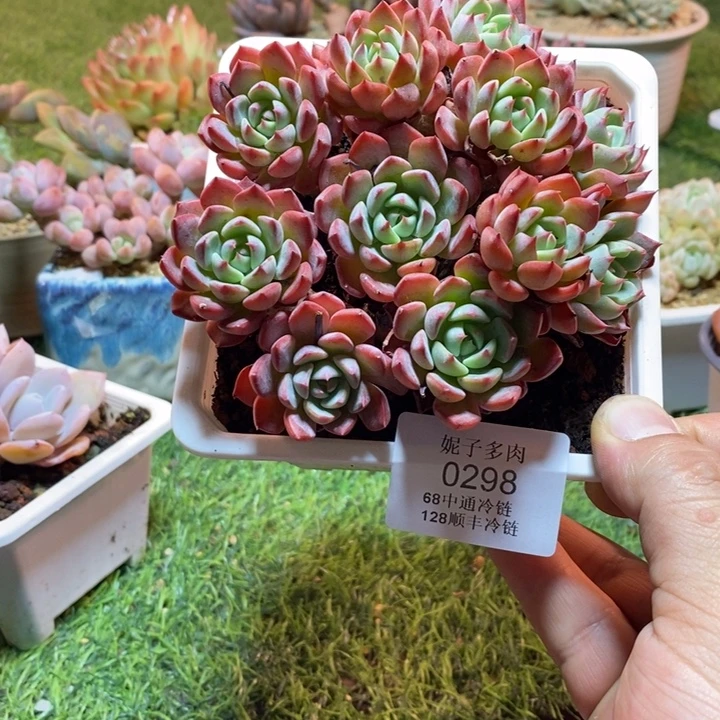 0298啊啊啊啊啊啊啊啊啊啊