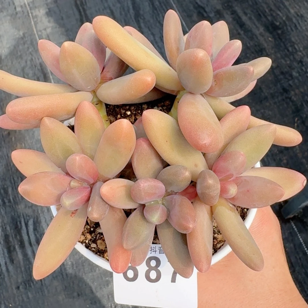 糖果美人         多肉植物