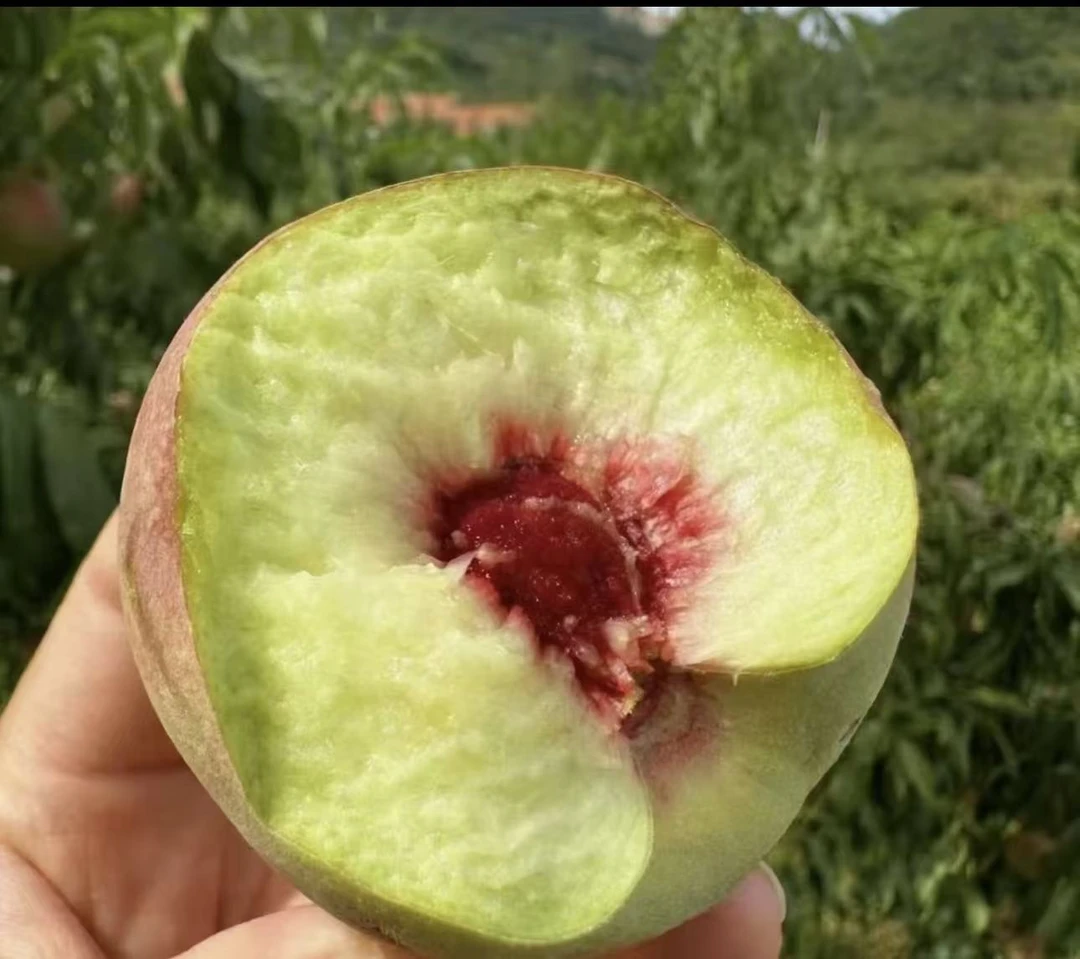 山东沂蒙山新鲜现摘脆甜离核小冬枣桃当季水果