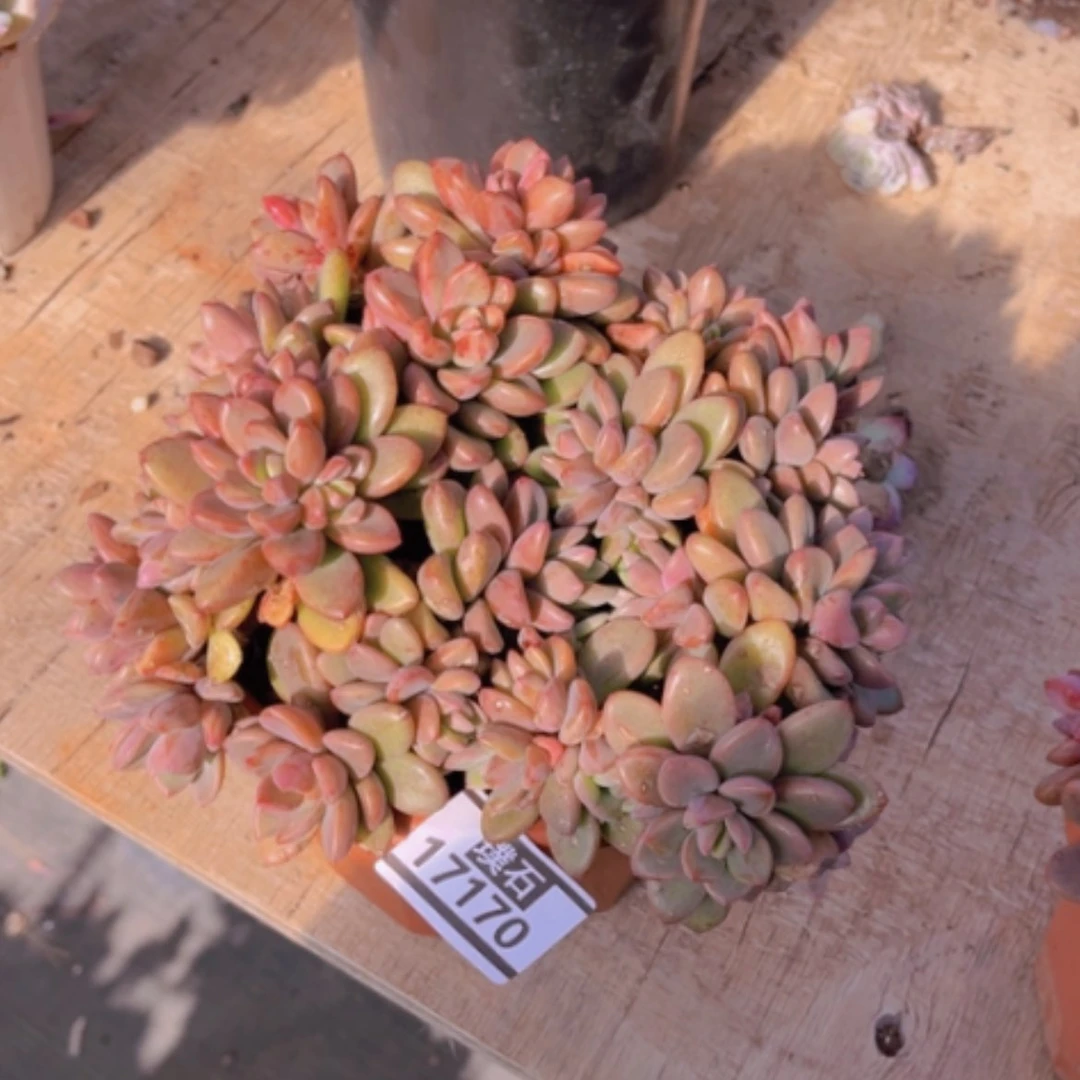 【闪购商品】紫心17170