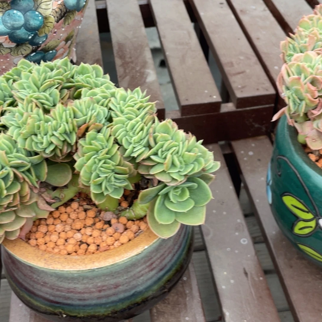 星纳塔缀化多肉植物