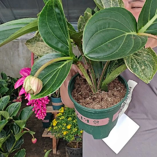 无花朵不售后宝莲灯花