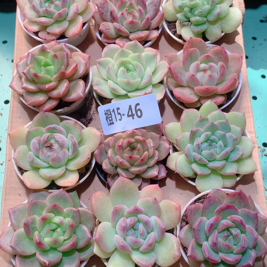 15-46一物一拍多肉带盆18颗