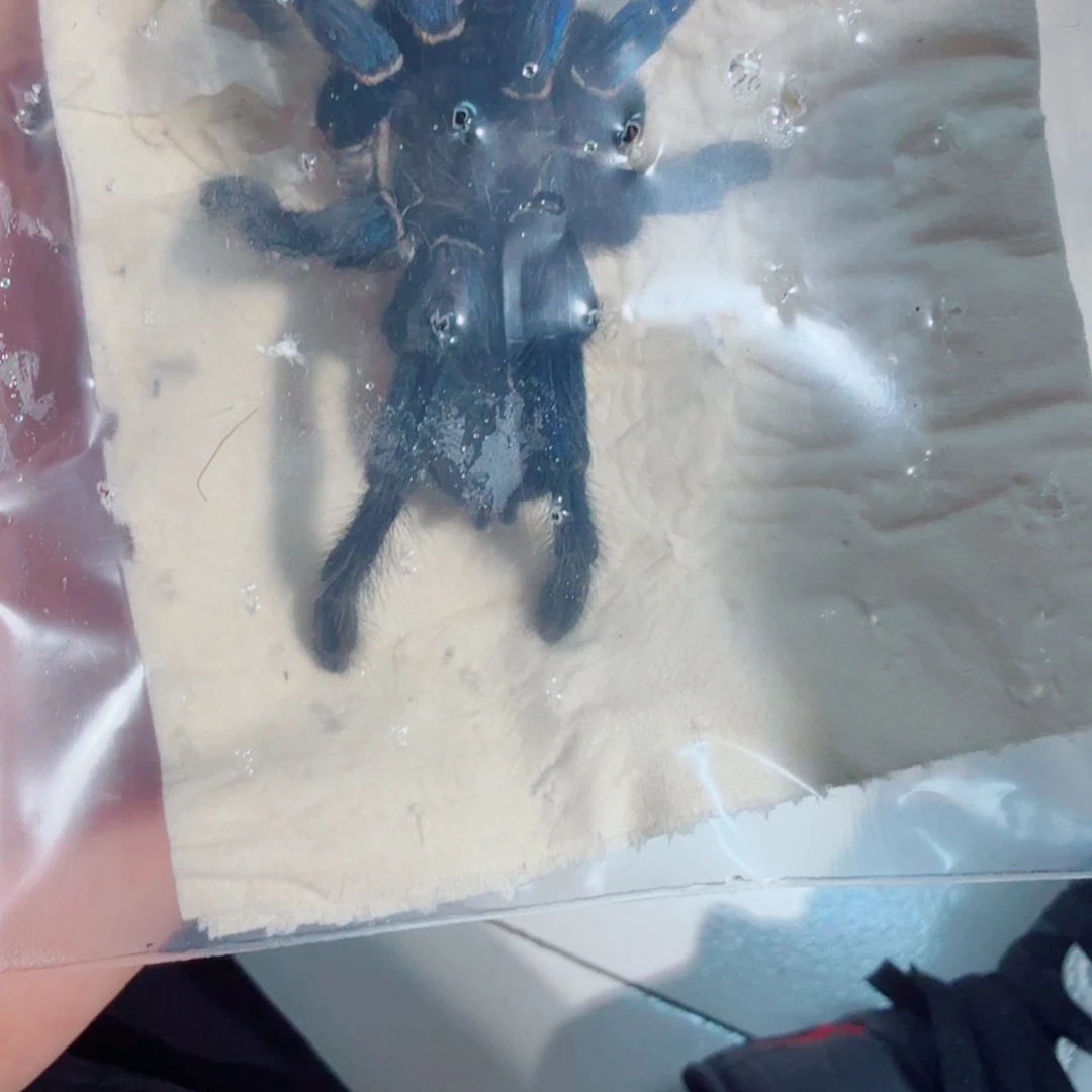 跳蛛金属蓝成体母