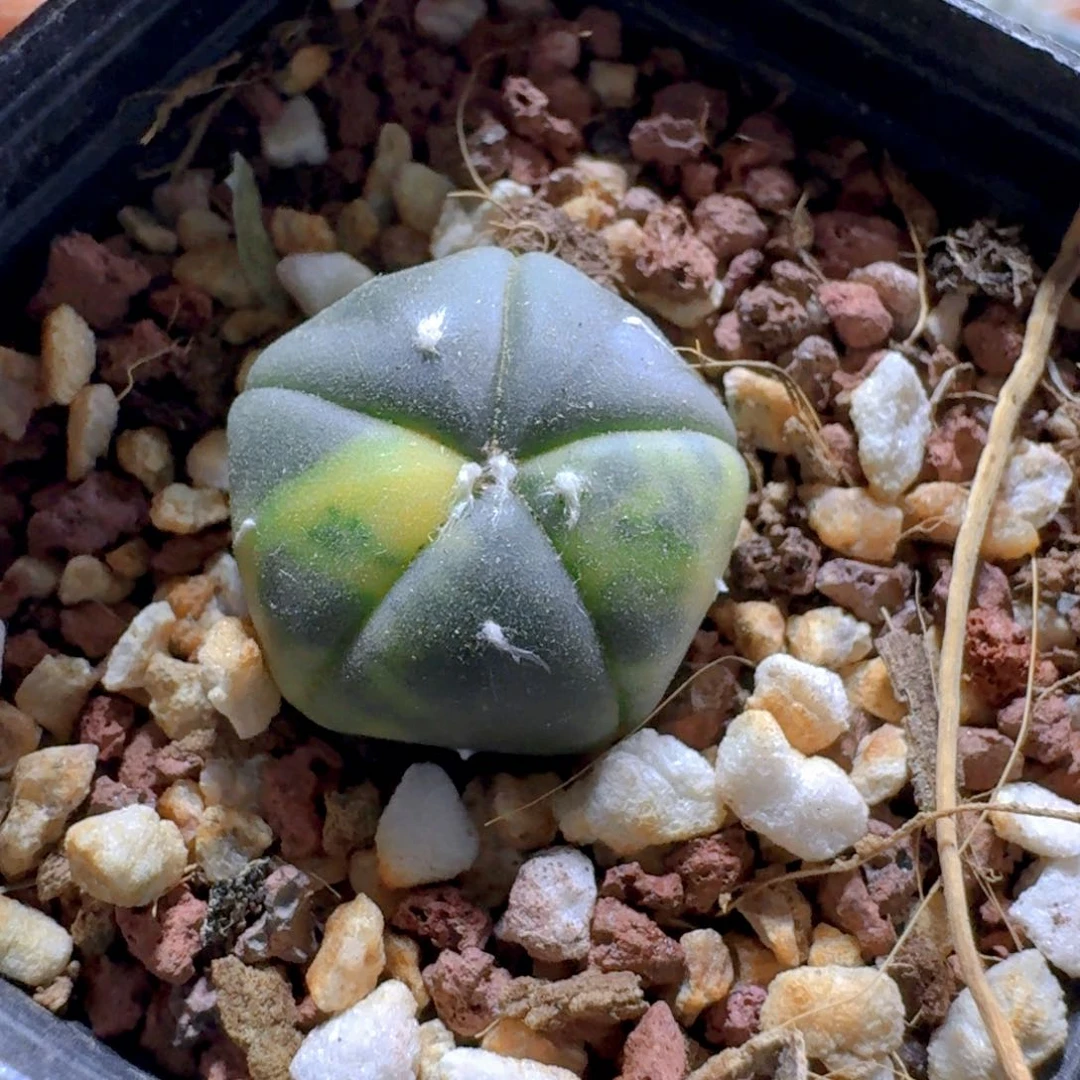 722五角鸾凤玉锦脱土发货